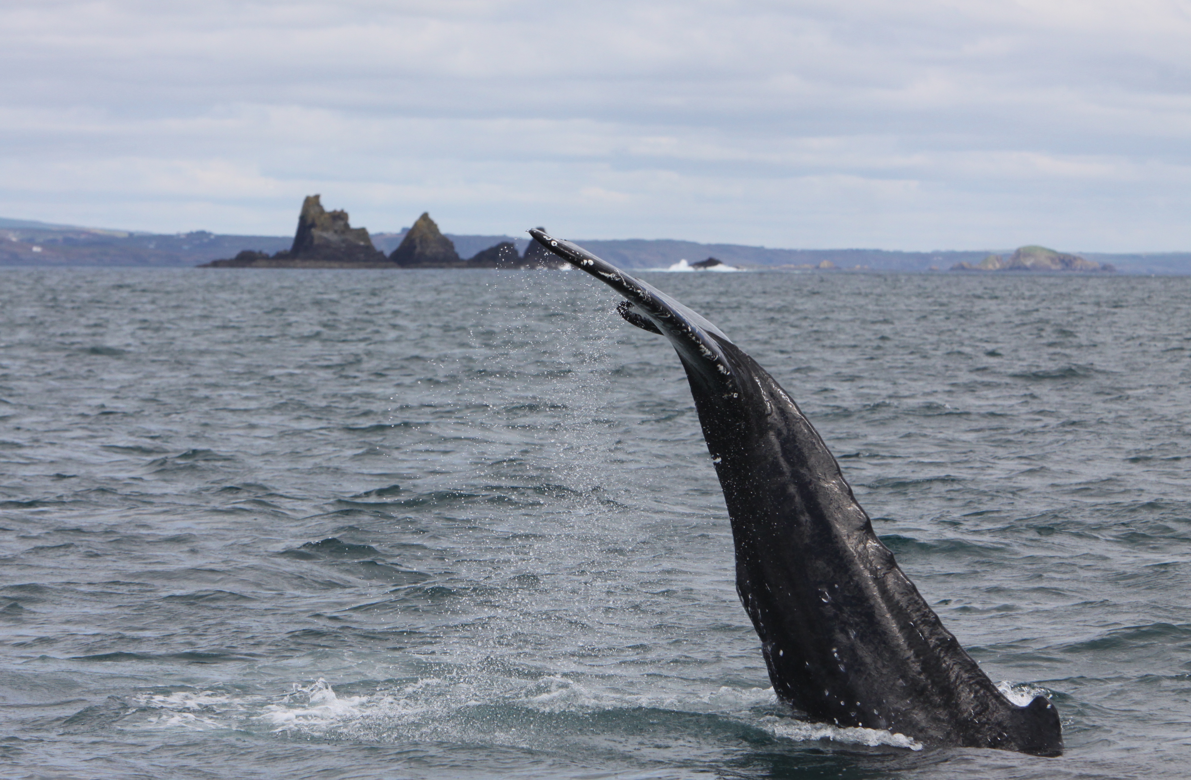 Wale, Echt Irland Reisen