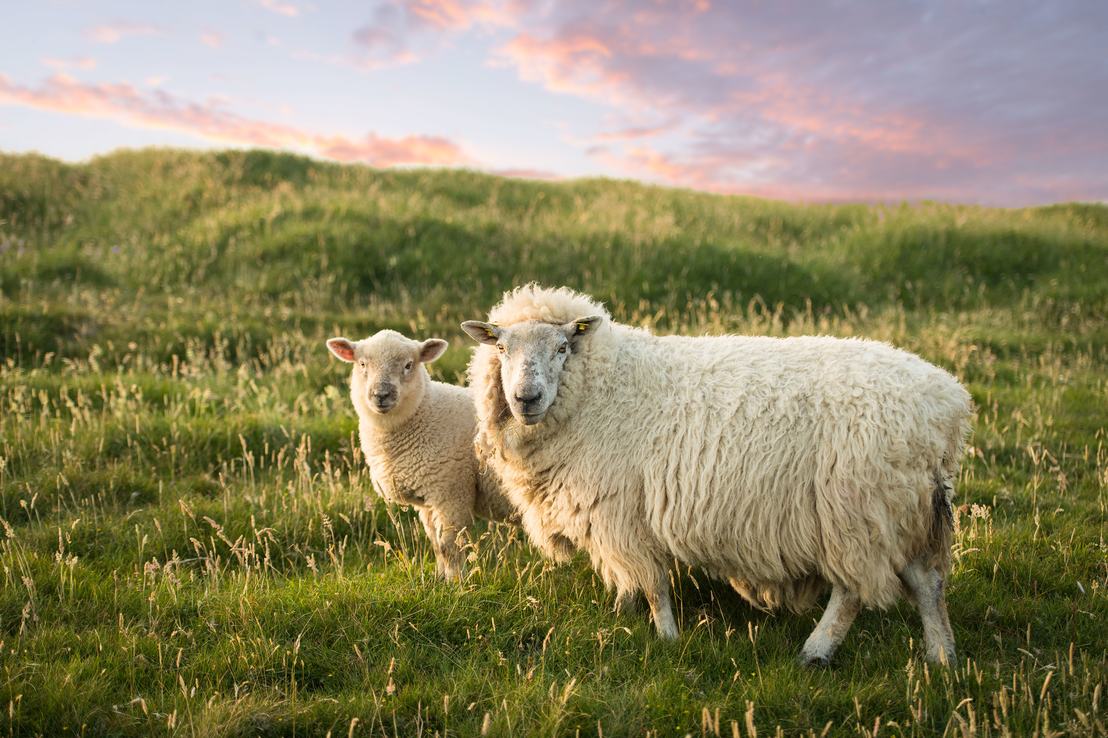 Sheep, Dunmore Head, Echt Irland