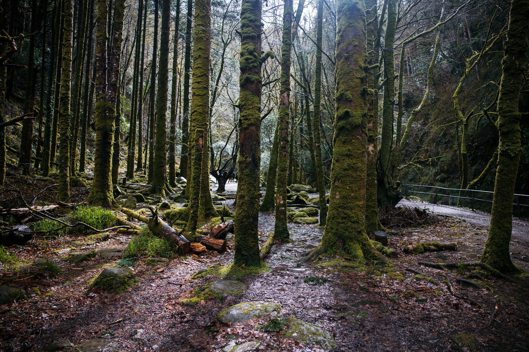 Een dicht boslandschap met hoge bomen bedekt met mos, staand op een grond bezaaid met rotsen en groen kreupelhout. Zonlicht filtert door het bladerdak, wat een serene sfeer creëert die doet denken aan een rondreis Ierland. Een smal, kronkelend pad is zichtbaar aan de rechterkant, begrensd door een houten hek. | Echt Ierland Vakanties