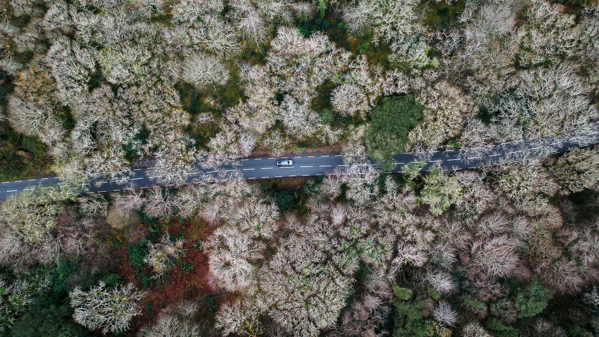 Luchtfoto van een auto op een kronkelende weg door een dicht bos, wat doet denken aan een rondreis Ierland. De bomen hebben schaarse, kale takken, wat duidt op de late herfst of winter. De weg snijdt diagonaal door het beeld, omringd door gebladerte in verschillende tinten bruin en groen. | Echt Ierland Vakanties