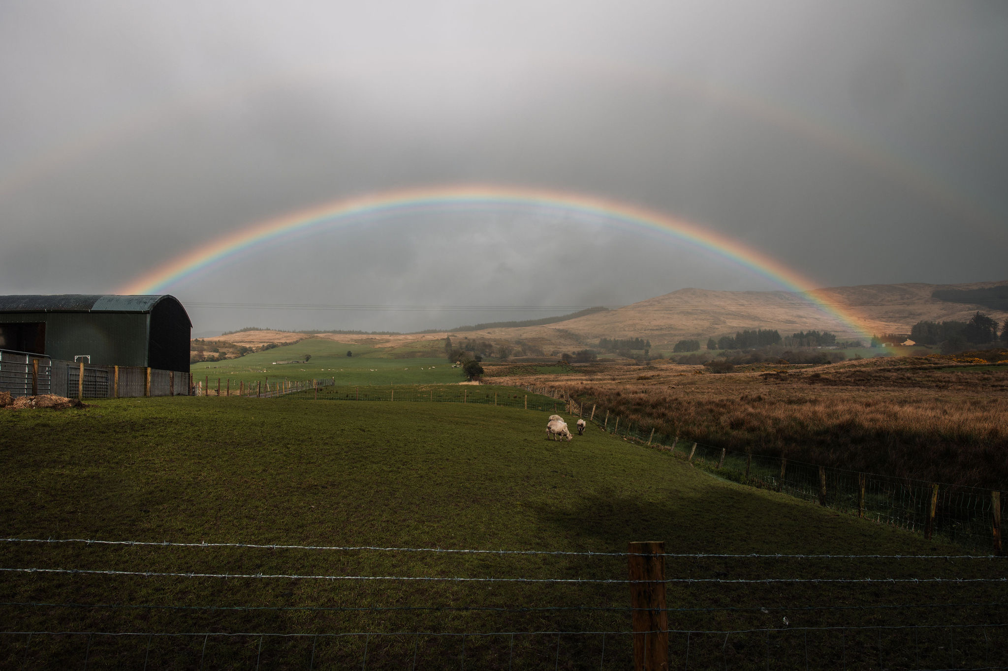 Een weelderig, groen veld onder een donkere, bewolkte lucht met een levendige regenboog die erdoorheen boog, creëert de perfecte achtergrond voor uw Ierland vakantie. Op de voorgrond is een hek van prikkeldraad zichtbaar. Schapen grazen bij een grote schuur aan de linkerkant, wat dit serene landelijke tafereel, typisch voor een rondreis Ierland, compleet maakt. | Echt Ierland Vakanties