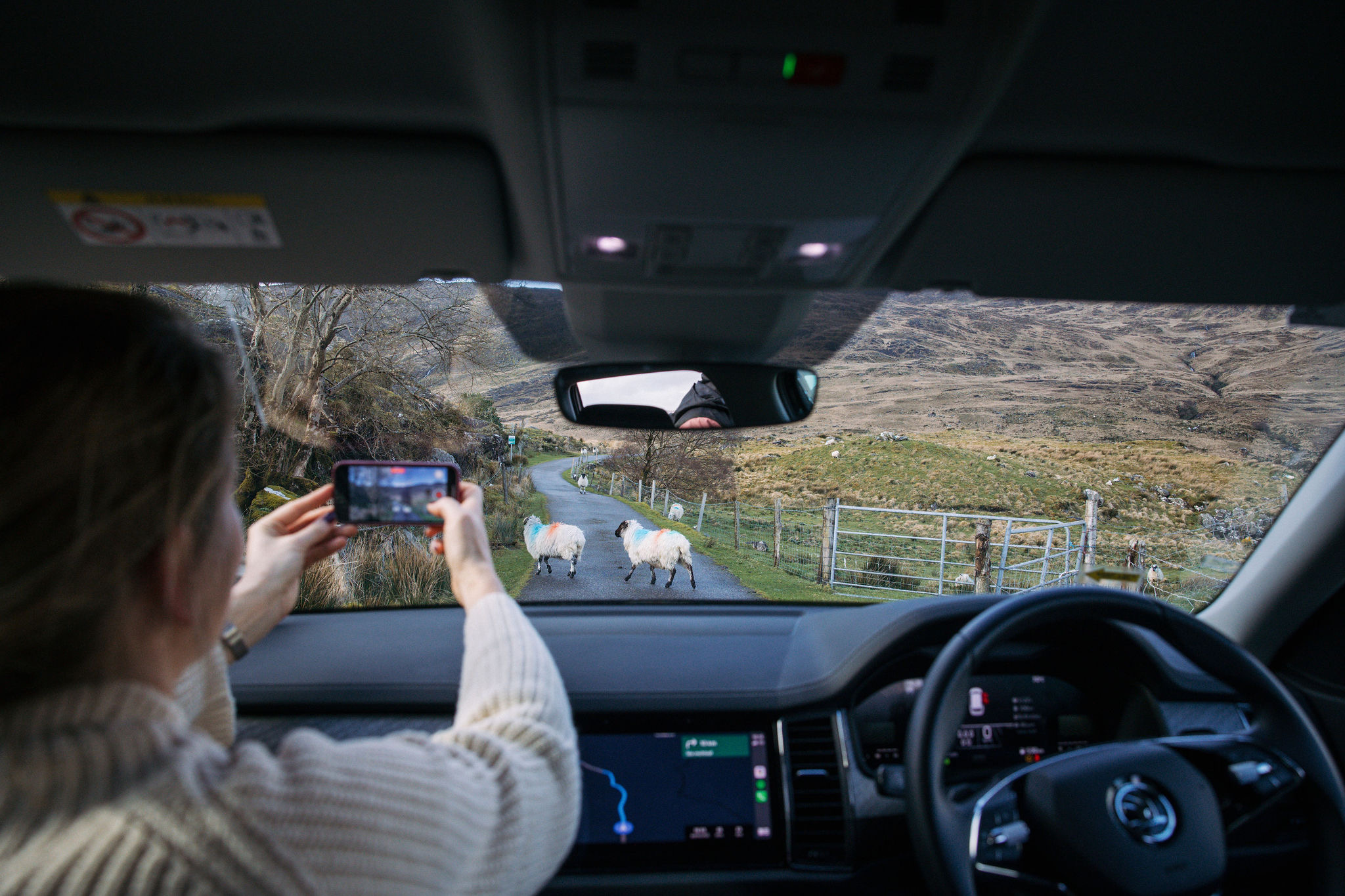 Een persoon in een auto fotografeert twee schapen die over een smalle, kronkelige weg in het idyllische Ierse platteland slenteren. Het dashboard en de achteruitkijkspiegel van de auto omlijsten het tafereel terwijl heuvels en hekken voorbij rollen. Ze leggen dit charmante moment vast tijdens hun rondreis door Ierland en gebruiken een smartphone door een gedeeltelijk open raam. | Echt Ierland Vakanties