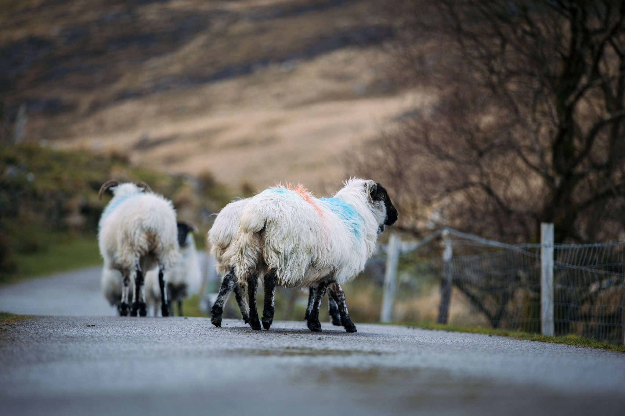 Schaapskudde langs een smalle weg in het landelijke Ierland.