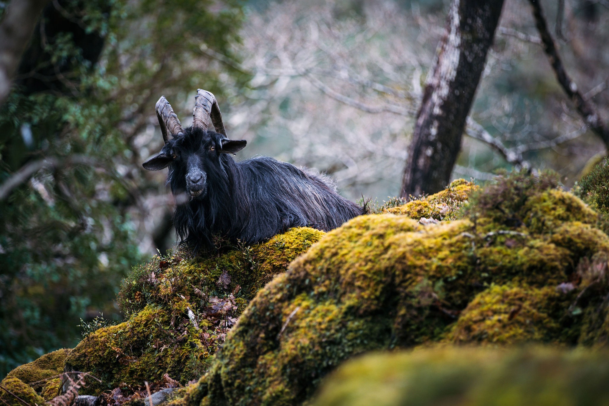 Een zwarte geit met lang haar en gebogen hoorns rust op een met mos bedekte rots in een bos, wat doet denken aan de serene landschappen die je vaak ervaart tijdens een vakantie in Ierland. Vage bomen en gebladerte versterken de natuurlijke rust, terwijl de nieuwsgierige blik van de geit de essentie van de Ierse wildernis vastlegt. | Echt Ierland Vakanties