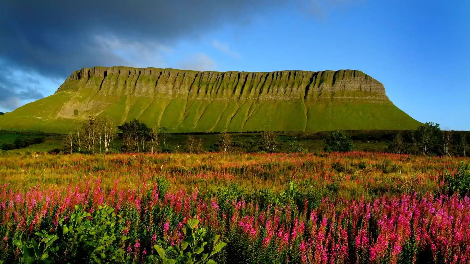 Een brede, platte groene berg onder een bewolkte maar heldere lucht vormt de achtergrond, wat doet denken aan een perfecte vakantie in Ierland. Op de voorgrond strekt zich een levendig veld met roze en rode wilde bloemen uit, met verspreide groene struiken en kleine bomen - een kleurrijk, pittoresk landschap dat ideaal is voor een vakantie in Ierland. | Echt Ierland Vakanties