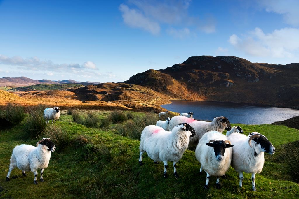 Schapen grazen op weelderig groen gras in een landelijk Iers landschap. Glooiende heuvels en een klein meer verschijnen onder de helderblauwe lucht. Sommige schapen hebben roze markeringen op hun wol, wat charme toevoegt aan dit serene tafereel en perfect de rust van vakantie Ierland op het platteland vastlegt. | Echt Ierland Vakanties