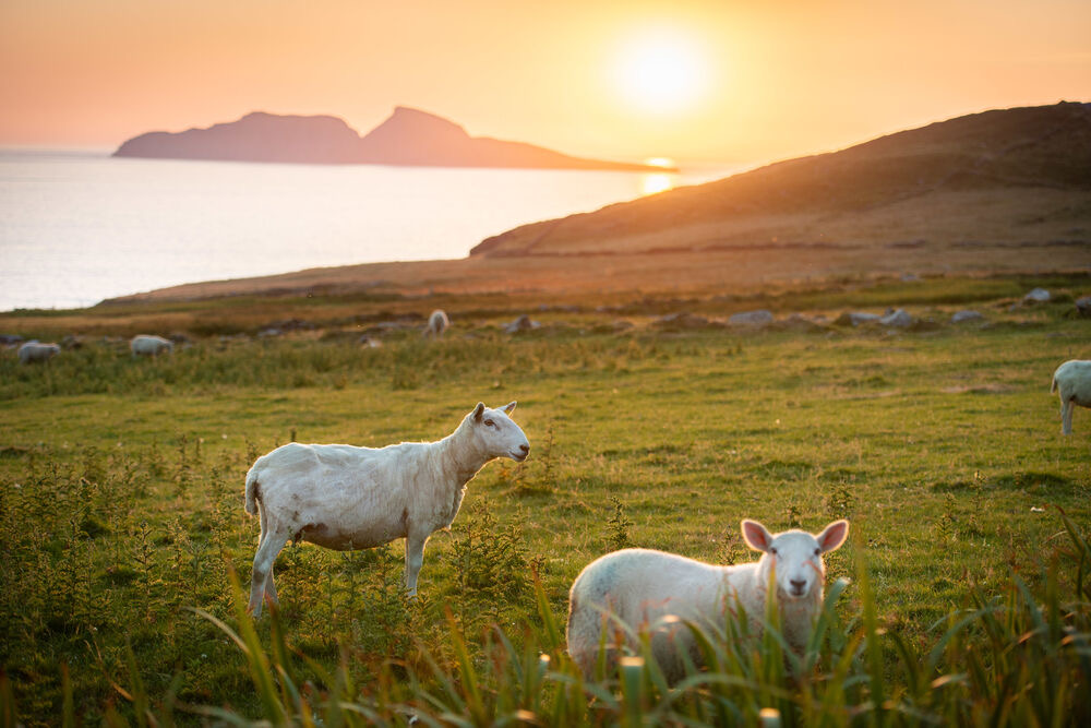 Schapen die grazen op een grazige heuvel in Ierland kijken uit over een kalme zee bij zonsondergang. De gouden zon gaat onder op de achtergrond en werpt een warme gloed over het landschap. Eilanden zijn zichtbaar aan de horizon en de lucht is gevuld met oranje en roze tinten - een serene scène die perfect is voor een onvergetelijke vakantie in Ierland. | Echt Ierland Vakanties