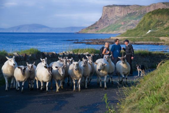 Een groep schapen kronkelt langs een kustweg, geleid door een zwart-witte hond. Drie mensen, twee mannen en een vrouw, begeleiden hen. Een stenen muur omlijnt het pad, wat de charme van een vakantie in Ierland belichaamt. Op de achtergrond strekt de blauwe zee zich uit met heuvels en kliffen onder een heldere hemel. | Echt Ierland Vakanties