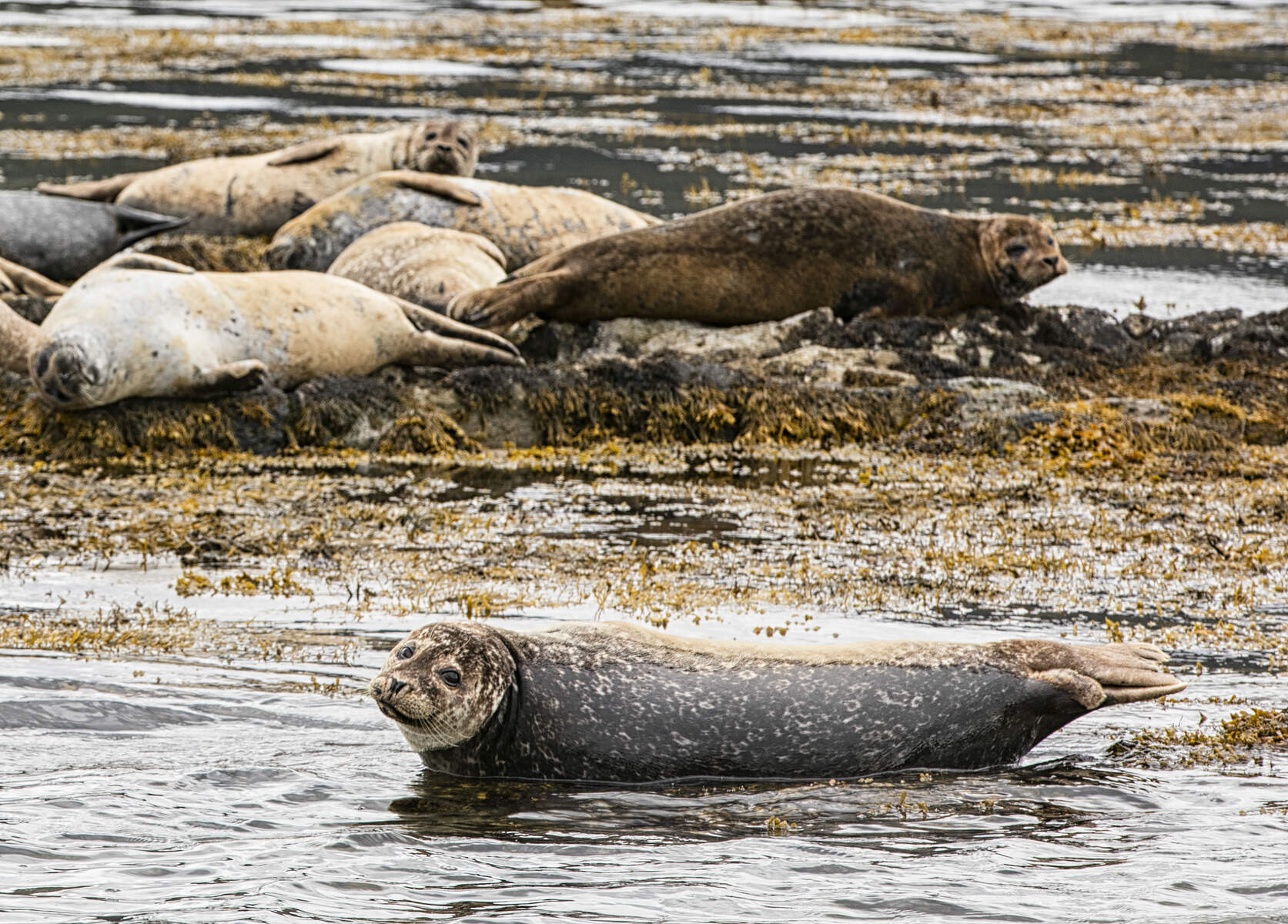 Zeehonden rusten op een rotsachtige kustlijn in Ierland, bedekt met zeewier. Op de voorgrond kijkt een zeehond naar de camera, gedeeltelijk ondergedompeld in water. De anderen liggen op de rotsen, hun grijze en bruine tinten smelten samen met het gedempte Ierse landschap - een perfect hoogtepunt voor elke Ierland vakantiereis. | Echt Ierland Vakanties