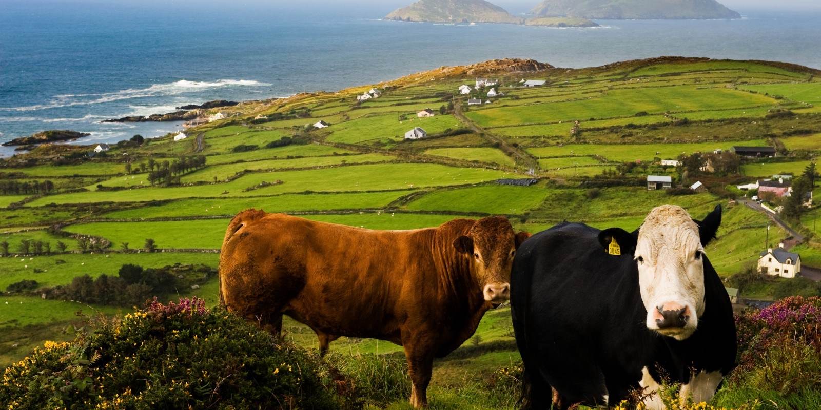 Twee koeien staan in een levendig groen veld met uitzicht op een schilderachtig kustlandschap, perfect voor degenen die een vakantie naar Ierland overwegen. De bruine koe staat links en de zwart-witte koe staat rechts. Glooiende heuvels, verspreide huizen en de oceaan met verre eilanden strekken zich uit onder een blauwe lucht. | Echt Ierland Vakanties