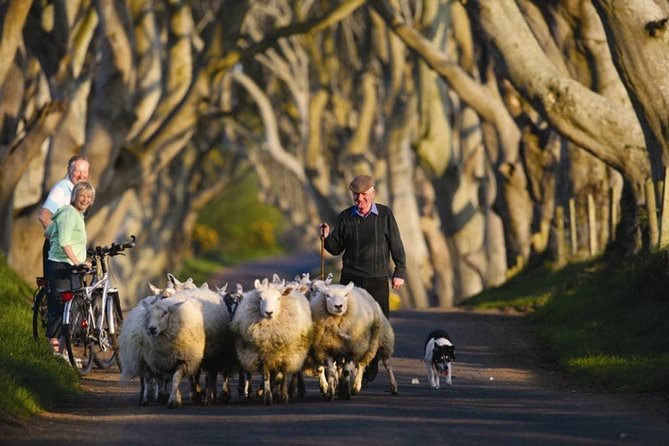 Een boer met een platte pet leidt een kudde schapen over een zonnig, met bomen omzoomd pad met de hulp van een hond. Twee fietsers pauzeren en kijken naar het tafereel, waarbij ze de essentie van een authentieke vakantie in Ierland vastleggen. De hoge, verstrengelde bomen creëren een natuurlijk bladerdak over deze pittoreske landelijke weg. | Echt Ierland Vakanties