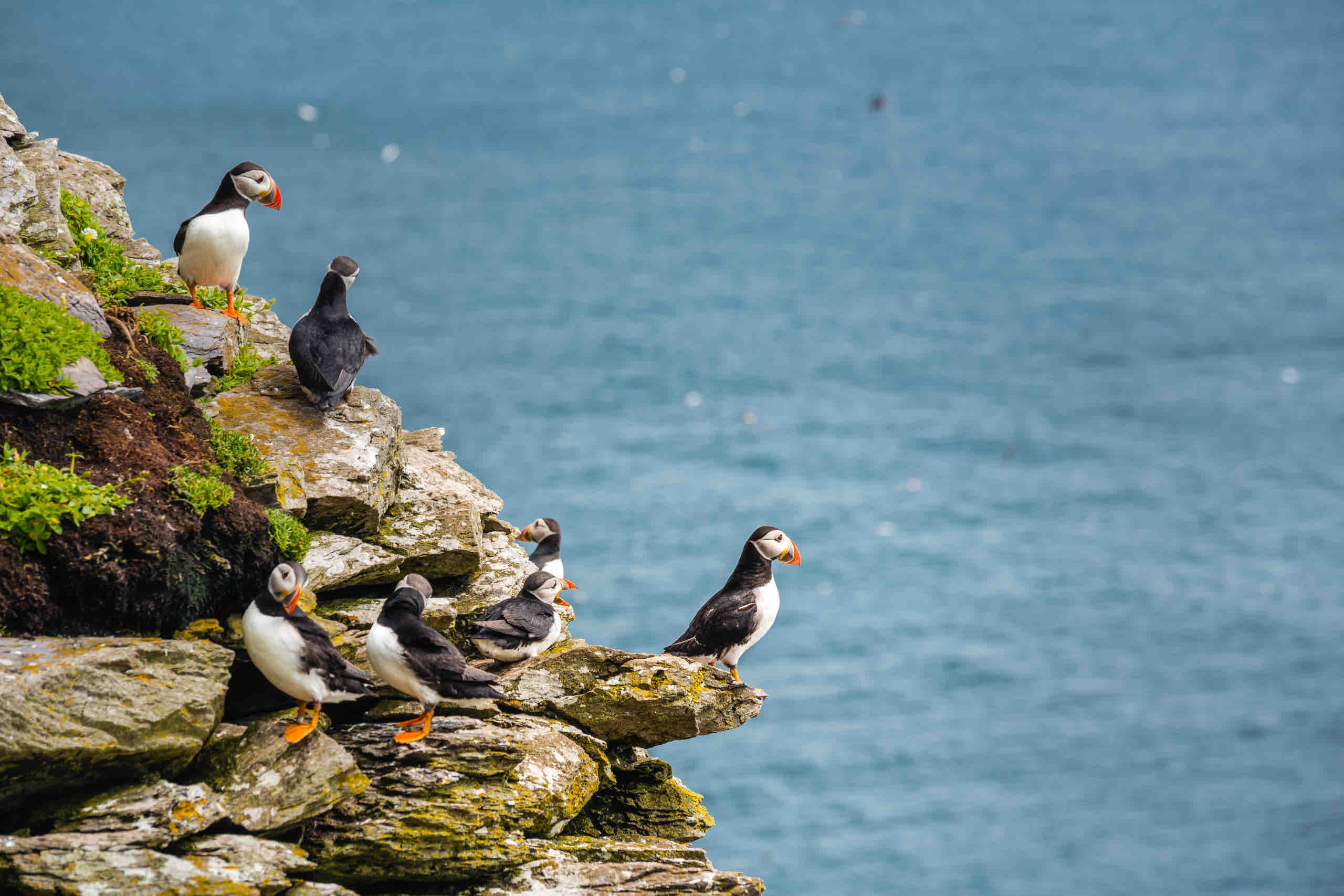 Een groep papegaaiduikers met opvallende oranje snavels zit op rotsachtige kliffen met uitzicht op een helderblauwe zee, een tafereel dat doet denken aan een onvergetelijke rondreis Ierland. De met mos bedekte rotsen dragen bij aan de charme en vangen de papegaaiduikers in verschillende poses, sommige hoger en andere lager op de rand van de klif. | Echt Ierland Vakanties