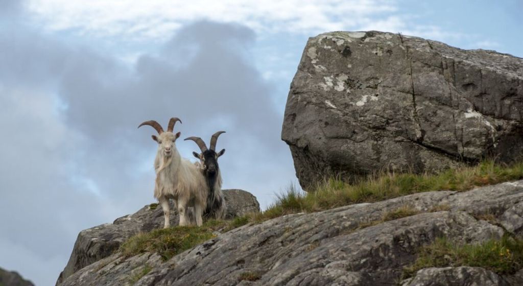 Te midden van de ruige schoonheid van een rotsachtige bergrichel in Ierland staan twee geiten: een witte met lange gebogen hoorns, de andere zwart. Ze worden omlijst door oneffen rotsen en stukken gras onder een gedeeltelijk bewolkte lucht - een scène die perfect is voor degenen die een avontuurlijke rondreis Ierland maken. | Echt Ierland Vakanties