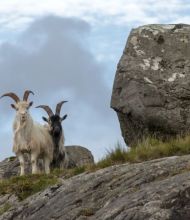 Te midden van de ruige schoonheid van een rotsachtige bergrichel in Ierland staan twee geiten: een witte met lange gebogen hoorns, de andere zwart. Ze worden omlijst door oneffen rotsen en stukken gras onder een gedeeltelijk bewolkte lucht - een scène die perfect is voor degenen die een avontuurlijke rondreis Ierland maken. | Echt Ierland Vakanties