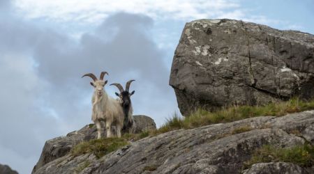Te midden van de ruige schoonheid van een rotsachtige bergrichel in Ierland staan twee geiten: een witte met lange gebogen hoorns, de andere zwart. Ze worden omlijst door oneffen rotsen en stukken gras onder een gedeeltelijk bewolkte lucht - een scène die perfect is voor degenen die een avontuurlijke rondreis Ierland maken. | Echt Ierland Vakanties