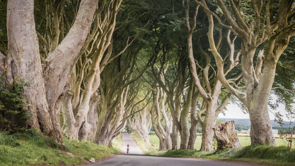 Een smalle weg in Ierland slingert door een tunnel gevormd door in elkaar grijpende takken van eeuwenoude bomen. Badend in zacht licht is het tafereel sereen en mystiek. Een eenzame figuur loopt over het pad, wat de grandeur van deze betoverende bestemming benadrukt voor degenen die op zoek zijn naar een onvergetelijke vakantie in Ierland. | Echt Ierland Vakanties