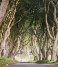 Een smalle weg in Ierland slingert door een tunnel gevormd door in elkaar grijpende takken van eeuwenoude bomen. Badend in zacht licht is het tafereel sereen en mystiek. Een eenzame figuur loopt over het pad, wat de grandeur van deze betoverende bestemming benadrukt voor degenen die op zoek zijn naar een onvergetelijke vakantie in Ierland. | Echt Ierland Vakanties