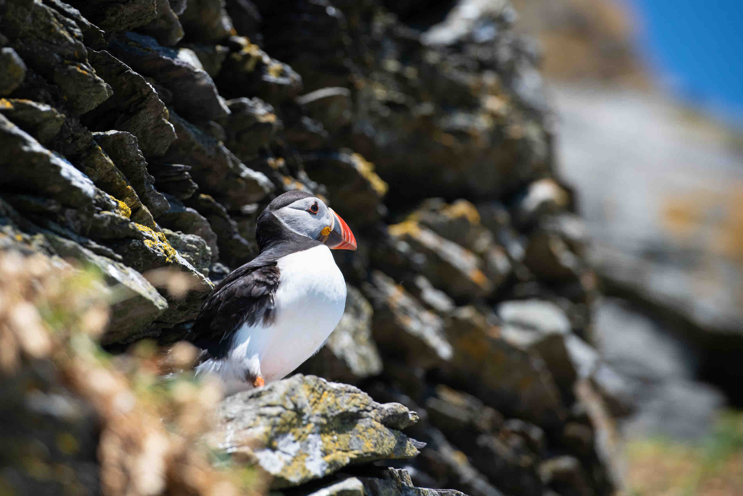 Een papegaaiduiker met een kleurrijke oranje snavel en poten zit op een rotsachtige richel, wat de charme van een vakantie in Ierland belichaamt. Met zijn zwarte rug en witte buik steekt de vogel af tegen de ruige, met korstmos bedekte rotsen en een wazige blauwe lucht, wat doet denken aan kustklifscènes die typerend zijn voor een tour in Ierland. | Echt Ierland Vakanties