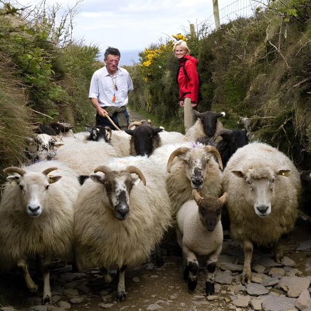 Een kudde Ierse schapen loopt over een smal, rotsachtig pad, geflankeerd door twee mensen. Een persoon, gekleed in een wit shirt, staat links en de ander, in een rood jasje, staat rechts. Struiken en een hek omlijnen het pad, met een bewolkte lucht erboven.