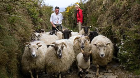 Een kudde Ierse schapen loopt over een smal, rotsachtig pad, geflankeerd door twee mensen. Een persoon, gekleed in een wit shirt, staat links en de ander, in een rood jasje, staat rechts. Struiken en een hek omlijnen het pad, met een bewolkte lucht erboven.