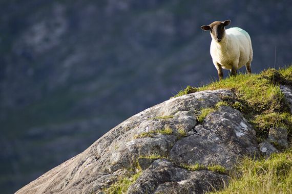 Een eenzaam schaap met een donker gezicht en witte wol staat op een met gras begroeide, rotsachtige helling in het serene Ierse platteland. De getextureerde rotsen en het levendige groene gras verrijken de voorgrond, terwijl wazige bergen een rustige achtergrond vormen en de essentie van een vakantie in Ierland vastleggen. | Echt Ierland Vakanties