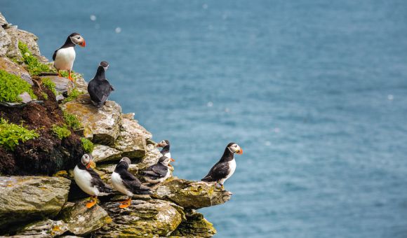Een groep papegaaiduikers staat op een rotsachtige klif met uitzicht op de zee tijdens een rondreis Ierland. De levendige vogels, met hun zwart-witte lichamen en kleurrijke snavels, zitten op verschillende randen van de rots. Er groeien stukken groen mos op de steen en de blauwe oceaan strekt zich uit op de achtergrond. | Echt Ierland Vakanties