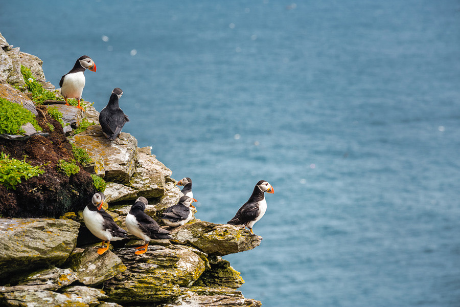 Een groep papegaaiduikers staat op een rotsachtige klif met uitzicht op de zee tijdens een rondreis Ierland. De levendige vogels, met hun zwart-witte lichamen en kleurrijke snavels, zitten op verschillende randen van de rots. Er groeien stukken groen mos op de steen en de blauwe oceaan strekt zich uit op de achtergrond. | Echt Ierland Vakanties
