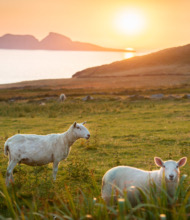 Schapen grazen op een grasveld tijdens zonsondergang, de zon werpt een warme gloed. Op de achtergrond, een kalme zee en twee kleine eilanden silhouetteren tegen de horizon. Deze serene scène vangt de essentie van een onvergetelijke vakantie Ierland te midden van de schoonheid van de natuur. | Echt Ierland Vakanties