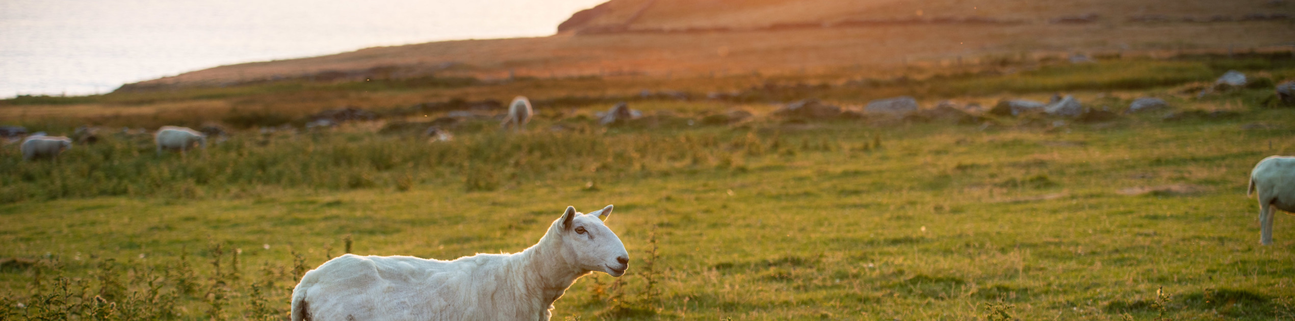 Schapen grazen op een grasveld tijdens zonsondergang, de zon werpt een warme gloed. Op de achtergrond, een kalme zee en twee kleine eilanden silhouetteren tegen de horizon. Deze serene scène vangt de essentie van een onvergetelijke vakantie Ierland te midden van de schoonheid van de natuur. | Echt Ierland Vakanties