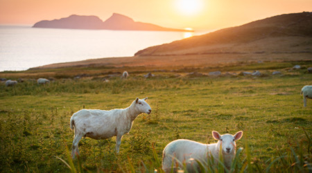 Schapen grazen op een grasveld tijdens zonsondergang, de zon werpt een warme gloed. Op de achtergrond, een kalme zee en twee kleine eilanden silhouetteren tegen de horizon. Deze serene scène vangt de essentie van een onvergetelijke vakantie Ierland te midden van de schoonheid van de natuur. | Echt Ierland Vakanties