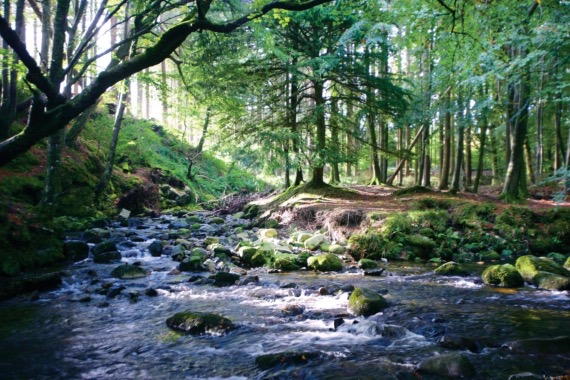 Een sereen boslandschap in Ierland, met zonlicht dat door hoge bomen filtert. Een zacht stromend beekje stroomt over gladde rotsen, wat rimpelingen en spetters creëert. Met mos bedekte stenen omlijnen de beek en gevlekt licht creëert patronen op het water en de bosbodem - een perfecte achtergrond voor een rondreis Ierland. | Echt Ierland Vakanties