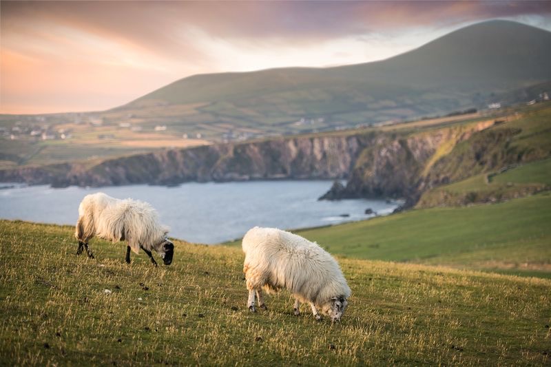 Twee schapen grazen op een met gras begroeide heuvel met uitzicht op een sereen kustlandschap, perfect voor degenen die een vakantie in Ierland overwegen. De ruige kliffen en kalme zee onder een kleurrijke zonsondergang creëren een ideaal tafereel voor een rondreis Ierland, omlijst door zacht glooiende heuvels in deze rustige omgeving. | Echt Ierland Vakanties