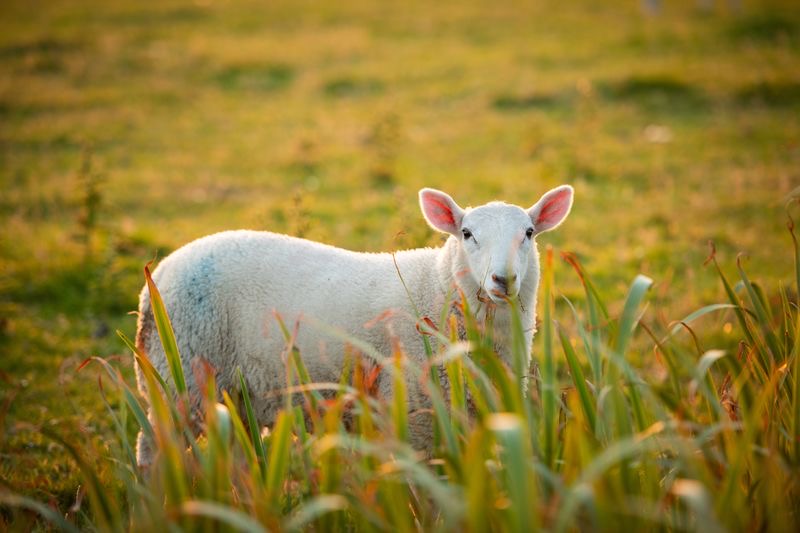 Een schaap met een witte vacht staat te midden van hoog gras in een zonnig veld, en legt de serene schoonheid vast die kenmerkend is voor een Ierland vakantie. Het gras op de voorgrond is weelderig en groen, terwijl de zacht wazige achtergrond gloeit met gouden zonlicht, wat de rust van een rondreis Ierland weerspiegelt. | Echt Ierland Vakanties