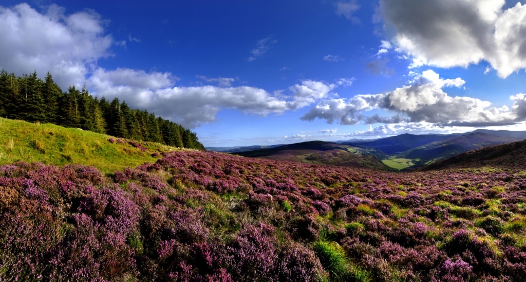 Ervaar een adembenemend panoramisch uitzicht op uw rondreis Ierland, waar levendige landschappen weelderige, paarse heidevelden op de voorgrond hebben. Links staan groenblijvende bomen hoog tegen glooiende heuvels onder een helderblauwe lucht, met zonlicht dat contrasterende schaduwen schildert over dit Ierse paradijs. | Echt Ierland Vakanties