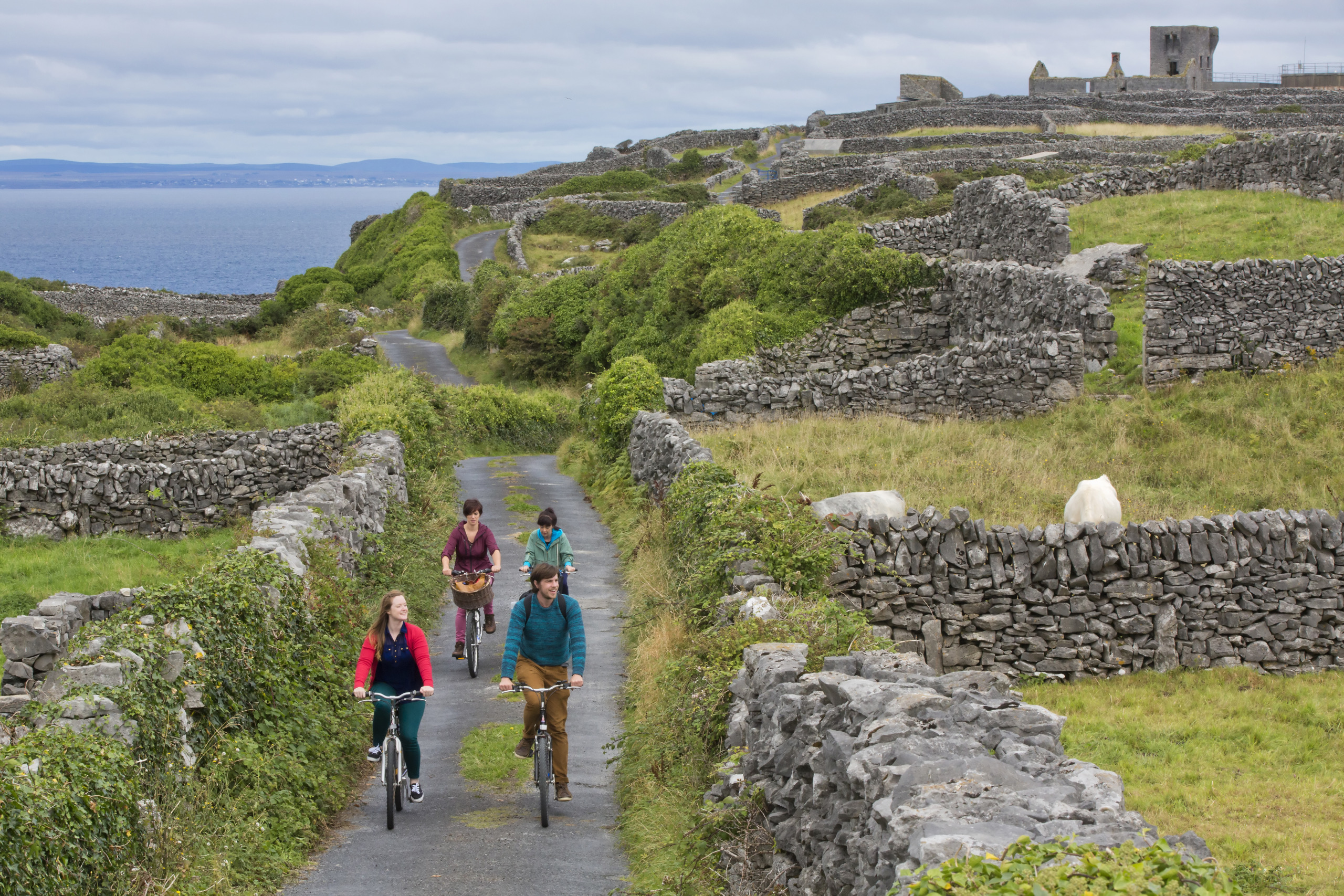 Vier mensen fietsen over een smal pad met stenen muren en weelderig groen, en verkennen de schilderachtige schoonheid van een typisch vakantie Ierland. Het pad slingert door landelijke landschappen, langs ruïnes, met verre uitzichten op de oceaan. Een geit staat rechts terwijl wolken zich in de lucht verzamelen. | Echt Ierland Vakanties