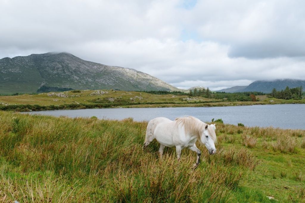 Een wit paard graast in een weelderig, groen veld bij een rustig meer, een toonbeeld van de serene landschappen die je tegen kunt komen tijdens een rondreis door Ierland. Glooiende heuvels en bergen onder een bewolkte lucht versterken het tafereel, met grasachtig terrein afgewisseld met hoger onkruid voor extra textuur. | Echt Ierland Vakanties