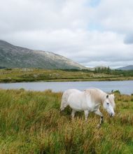 Een wit paard graast in een weelderig, groen veld bij een rustig meer, een toonbeeld van de serene landschappen die je tegen kunt komen tijdens een rondreis door Ierland. Glooiende heuvels en bergen onder een bewolkte lucht versterken het tafereel, met grasachtig terrein afgewisseld met hoger onkruid voor extra textuur. | Echt Ierland Vakanties
