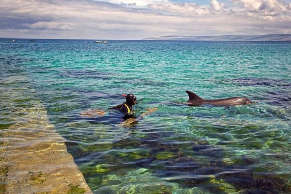 Een persoon in een wetsuit en snorkel heeft contact met een dolfijn in helder, turquoise kustwater tijdens hun rundreise Irland. Bij een stenen richel staren ze naar de dolfijn die in de buurt zwemt. De horizon met ver land is zichtbaar onder een bewolkte lucht, wat een serene oceaanscène creëert. | Echt Ierland Vakanties