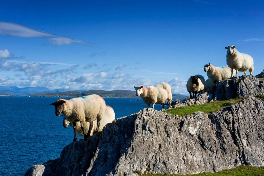 Schapen staan op ruige rotsachtige kliffen met uitzicht op een blauwe oceaan onder een heldere hemel, wat de pittoreske charme van vakanties in Ierland belichaamt. Verre bergen aan de overkant van het water versterken het heldere, zonnige tafereel en nodigen reizigers uit om dit prachtige Ierse landschap te verkennen. | Echt Ierland Vakanties