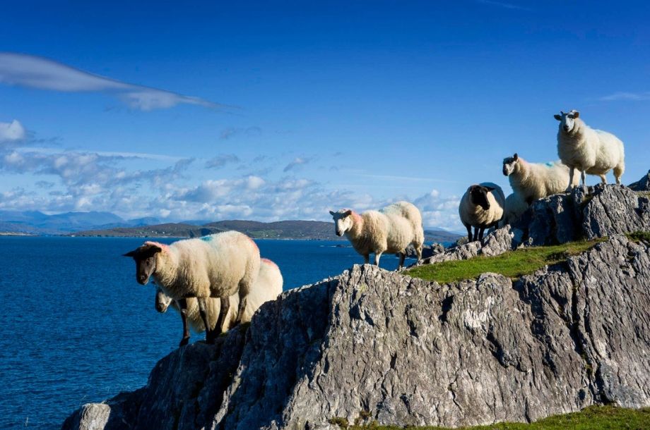 Schapen staan op ruige rotsachtige kliffen met uitzicht op een blauwe oceaan onder een heldere hemel, wat de pittoreske charme van vakanties in Ierland belichaamt. Verre bergen aan de overkant van het water versterken het heldere, zonnige tafereel en nodigen reizigers uit om dit prachtige Ierse landschap te verkennen. | Echt Ierland Vakanties