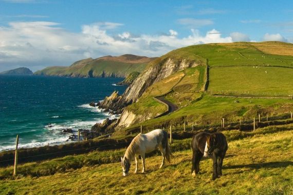 Twee paarden grazen op een met gras begroeide heuvel met uitzicht op een ruige kustlijn met kliffen en de blauwe oceaan, een perfect tafereel voor degenen die genieten van een vakantie in Ierland. Een kronkelende weg volgt de rand van de klif, omlijst door glooiende groene heuvels onder een heldere lucht met verspreide wolken, terwijl schapen de verre heuvels bezaaien. | Echt Ierland Vakanties