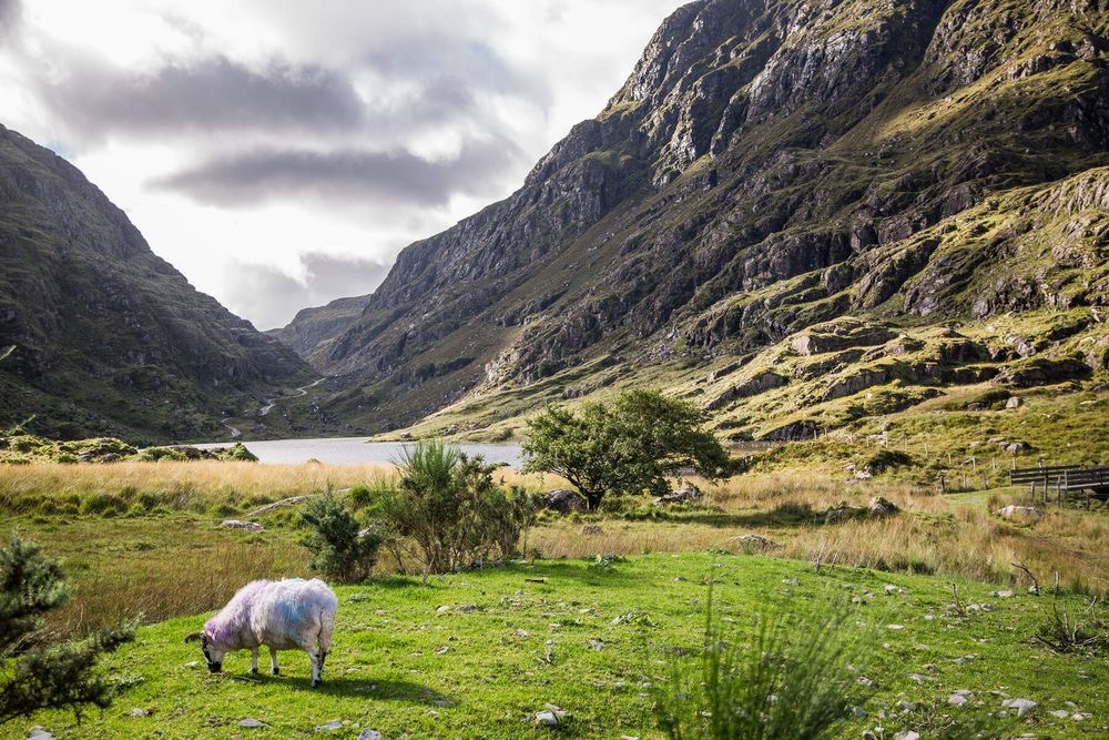 Een levendig gekleurd schaap graast op weelderig groen gras op de voorgrond. Daarachter strekt zich een sereen valleilandschap uit tussen torenhoge rotsachtige bergen, kenmerkend voor een rondreis Ierland onder een gedeeltelijk bewolkte lucht. Een klein meer is zichtbaar in de verte, begrensd door heuvels en verspreide bomen. | Echt Ierland Vakanties