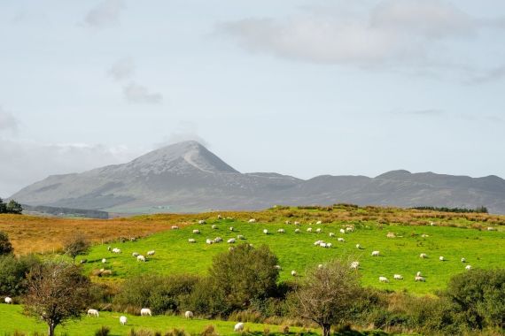 Een weelderig groen veld met talloze grazende schapen is op de voorgrond te zien, wat de essentie van een serene rundreise Ierland vastlegt. De achtergrond toont een bergketen onder een gedeeltelijk bewolkte lucht. De hoogste piek aan de linkerkant heeft een grijsachtige tint, terwijl de omringende vegetatie bestaat uit struiken en kleine bomen. | Echt Ierland Vakanties