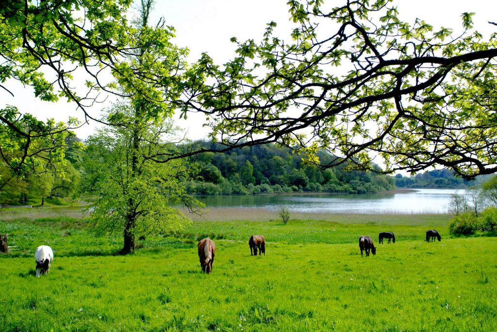 Een sereen landschap met paarden die grazen op weelderig groen gras naast een rustig meer. Bladrijke takken omlijsten de top en dichte bomen bedekken de achtergrond, wat een idyllische plattelandssfeer oproept - een perfecte momentopname van een "Ierland vakanties"-avontuur onder een heldere, heldere hemel. | Echt Ierland Vakanties