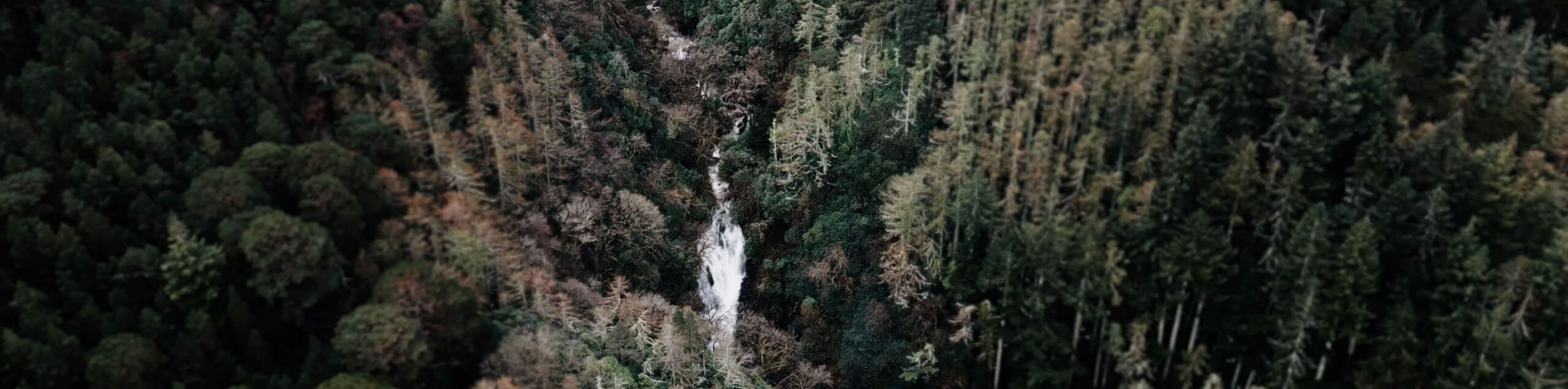 Een luchtfoto van een dicht bos in Ierland onthult een smalle waterval die door het midden stroomt. De bomen, een mix van groenblijvende en loofbomen, vertonen tinten groen, bruin en herfstkleuren. Deze schilderachtige schoonheid is een hoogtepunt op elk rundreise Ierland avontuur. | Echt Ierland Vakanties