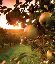 Close-up van appels die aan een boomtak hangen in een boomgaard tijdens uw vakantie in Ierland, met zonlicht dat een warme gloed werpt bij zonsondergang. De oranje en roze tinten van de lucht verlichten het weelderige groene gebladerte en de verre rijen appelbomen, waardoor een serene en levendige omgeving ontstaat. | Echt Ierland Vakanties