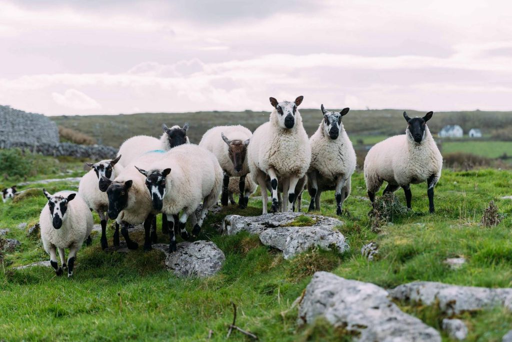 Een groep schapen staat op rotsachtig grasland onder een bewolkte lucht, wat de serene charme van Ierland vakanties belichaamt. De schapen kruipen bij elkaar, sommigen staren naar de camera. Verspreide rotsen en een lage stenen muur verschijnen aan de linkerkant, met een wit huis tegen de heuvelachtige achtergrond die dit pittoreske tafereel compleet maken. | Echt Ierland Vakanties
