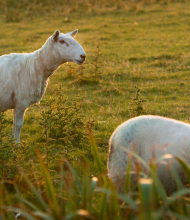 Twee schapen staan in een grasveld, badend in het warme avondzonlicht. Het schaap op de voorgrond is enigszins wazig, met hoog gras dat het gedeeltelijk verbergt, terwijl het andere waakzaam staat. Dit serene landschap vangt de essentie van rondreis Ierland, en suggereert een pastorale setting die ideaal is voor vakanties in Ierland. | Echt Ierland Vakanties