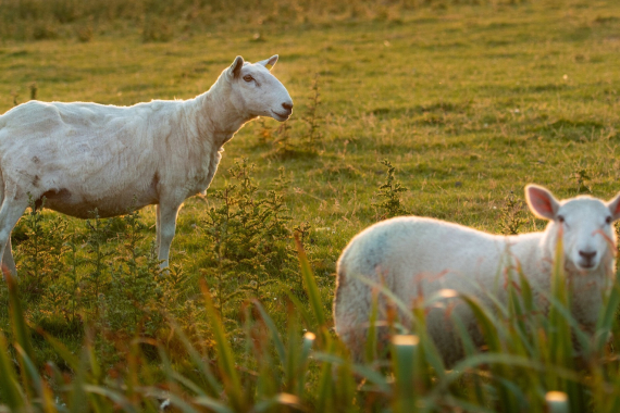 Twee schapen staan in een grasveld, badend in het warme avondzonlicht. Het schaap op de voorgrond is enigszins wazig, met hoog gras dat het gedeeltelijk verbergt, terwijl het andere waakzaam staat. Dit serene landschap vangt de essentie van rondreis Ierland, en suggereert een pastorale setting die ideaal is voor vakanties in Ierland. | Echt Ierland Vakanties