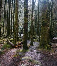 Een dicht, weelderig bos met hoge, met mos bedekte bomen staat naast een kronkelend zandpad. De bosbodem is vochtig van gevallen bladeren, stenen en mosplekken, terwijl het zonlicht zwakjes door het dichte bladerdak erboven filtert. | Echt Ierland Vakanties